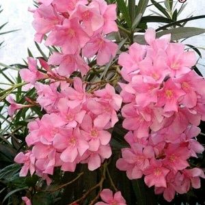 Meet your Posher, Mrinalini